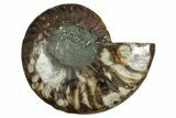 Cut & Polished Ammonite Fossil (Half) - Madagascar #344416-1